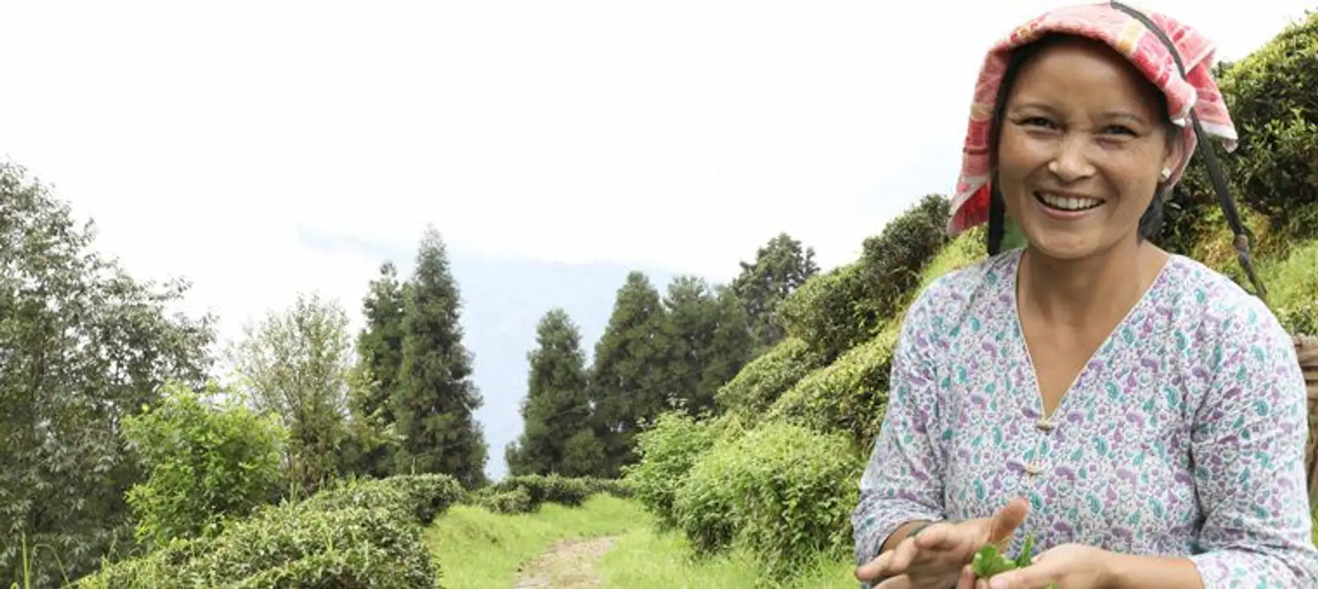 darjeeling-rencontre-petits-producteurs-the.htm