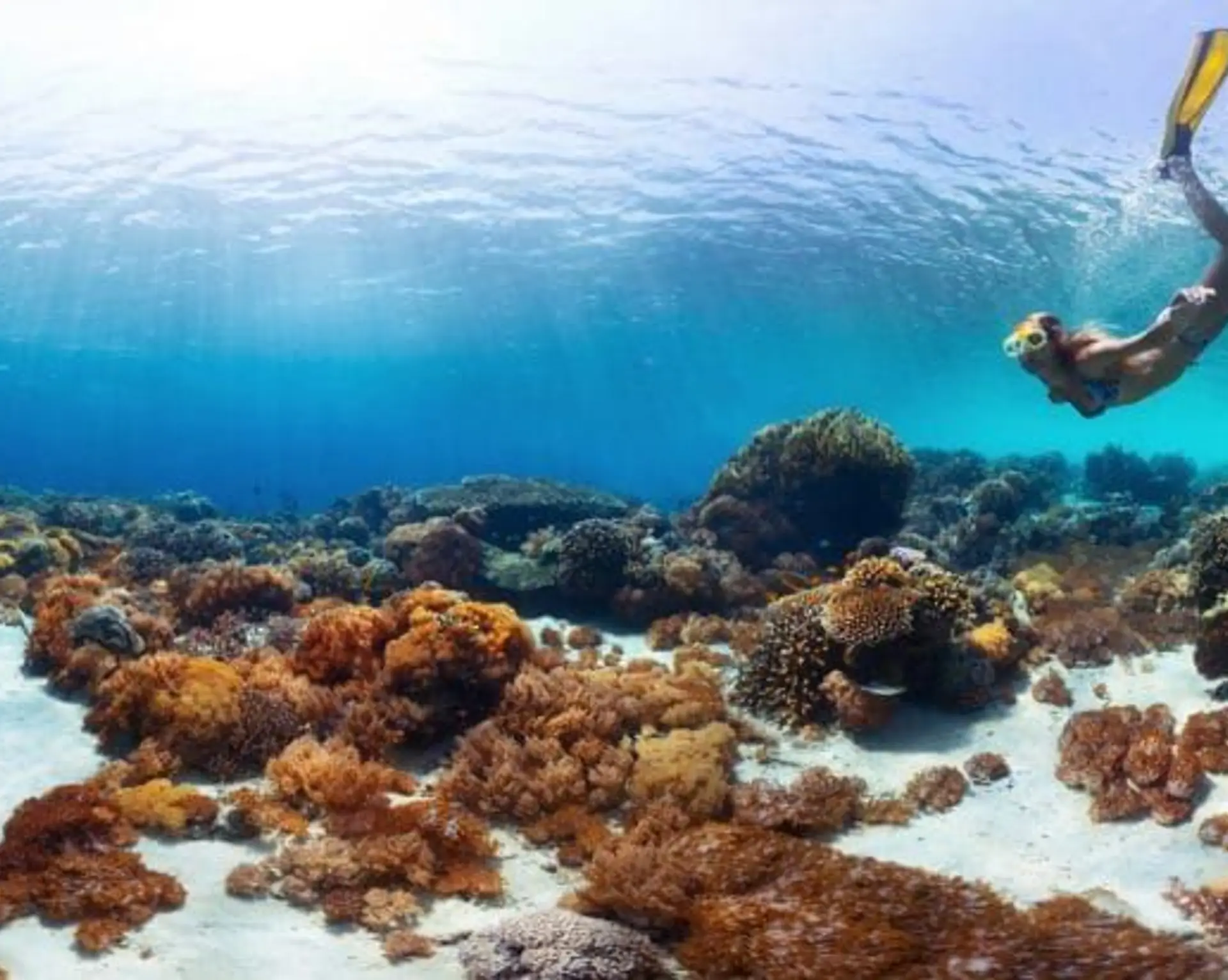 decouverte-monde-coraux-ocean-gardener-bali.htm