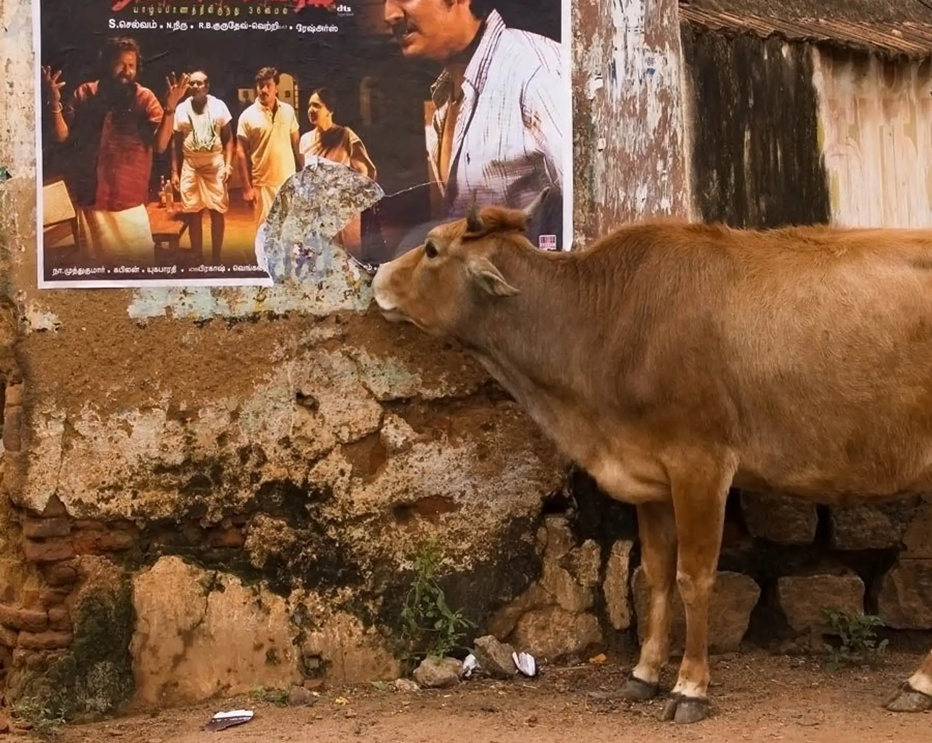 decouvrir-l-inde-du-sud-du-tamil-nadu-au-kerala.htm