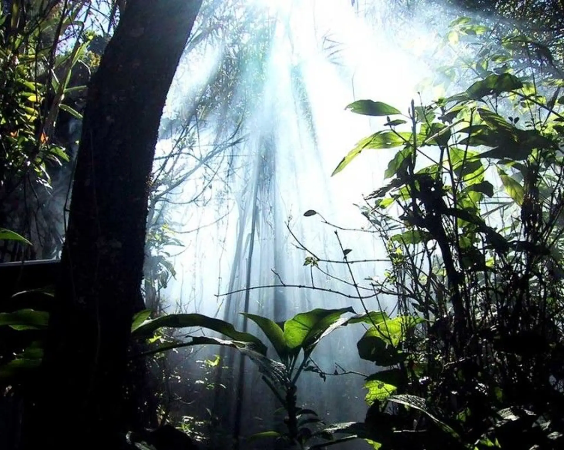 der-sinharajah-regenwald.htm