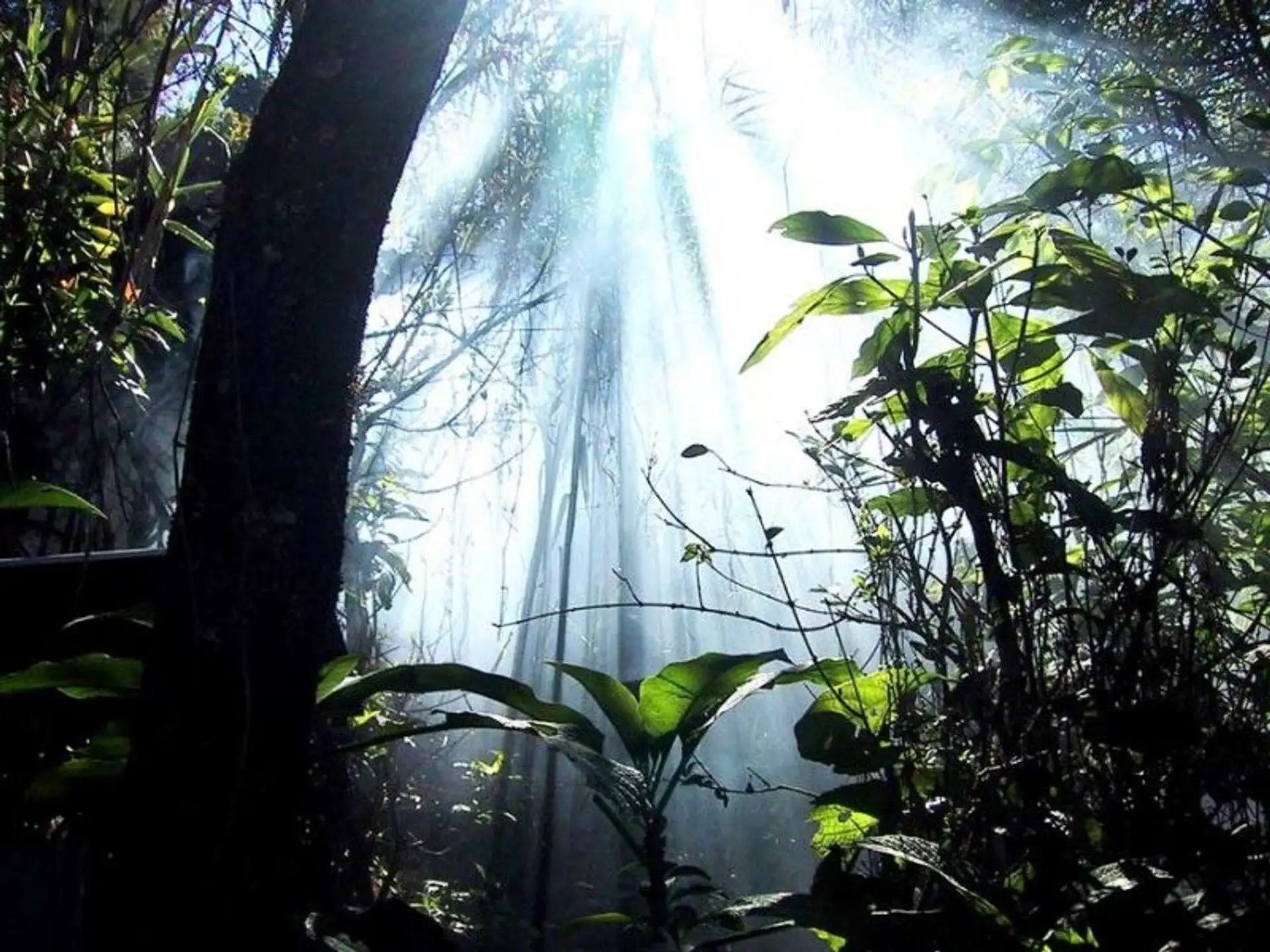 der-sinharajah-regenwald.htm