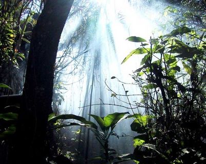 der-sinharajah-regenwald.htm