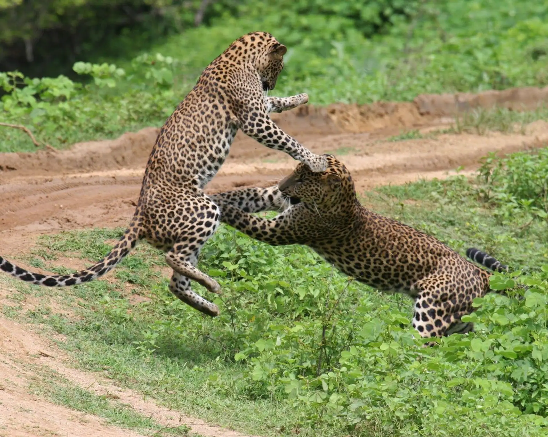 die-grosen-funf-aus-sri-lanka.htm
