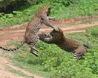 die-grosen-funf-aus-sri-lanka.htm