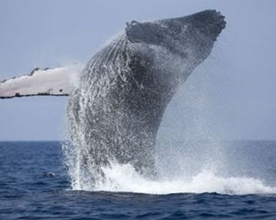 die-groste-show-der-welt.htm