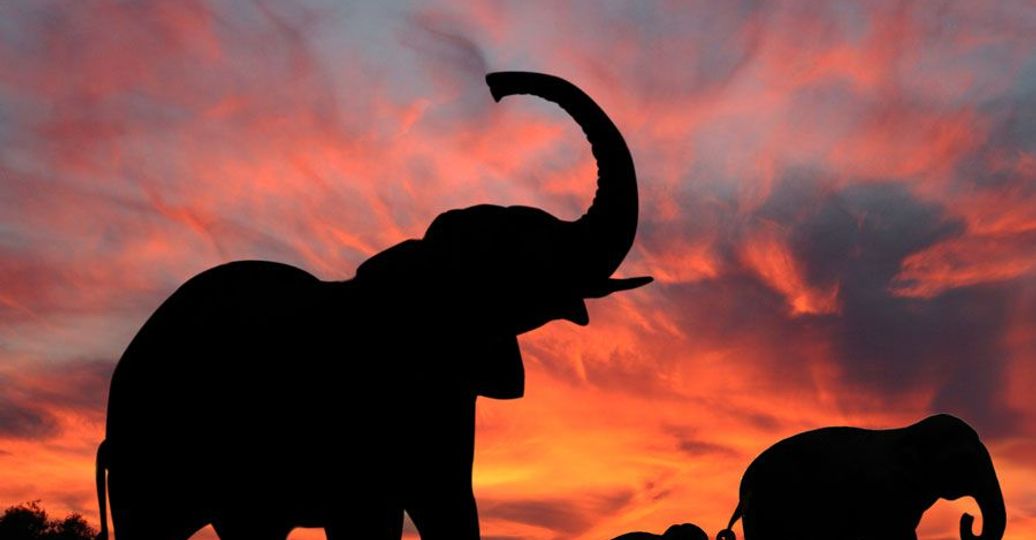 Travel in Asia - Three elephants silhouetted walking in front of a sunset