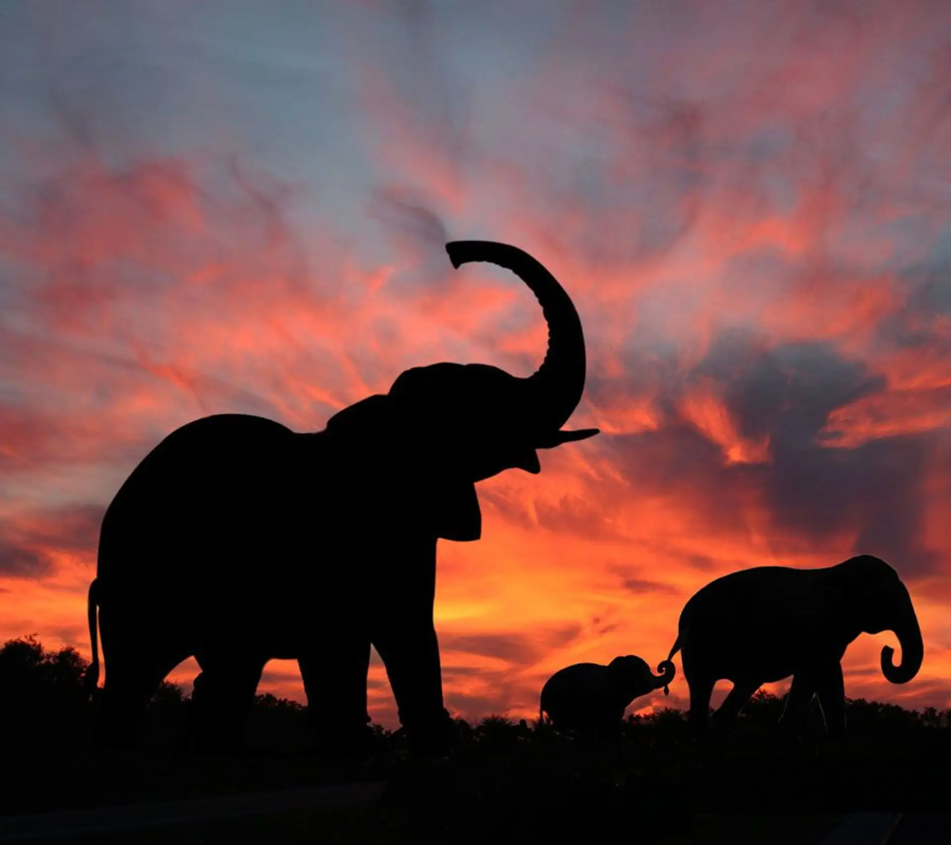 Travel in Asia - Three elephants silhouetted walking in front of a sunset