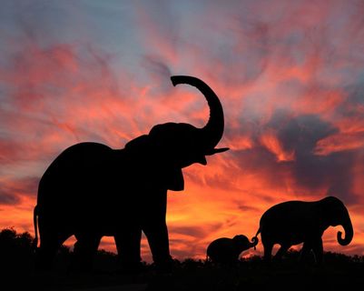 Travel in Asia - Three elephants silhouetted walking in front of a sunset