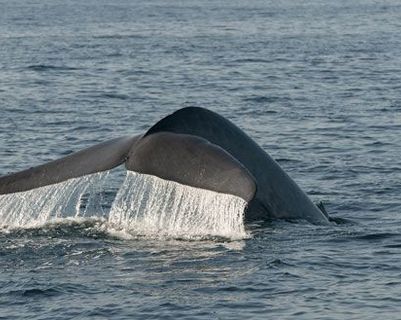 observation-baleines-sri-lanka.htm