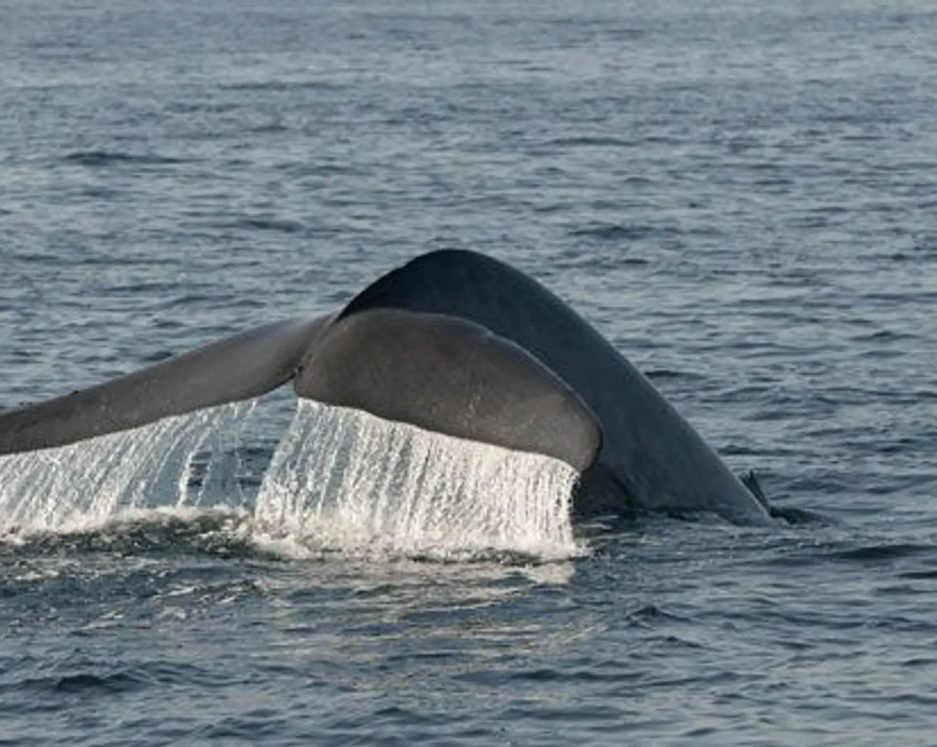 observation-baleines-sri-lanka.htm