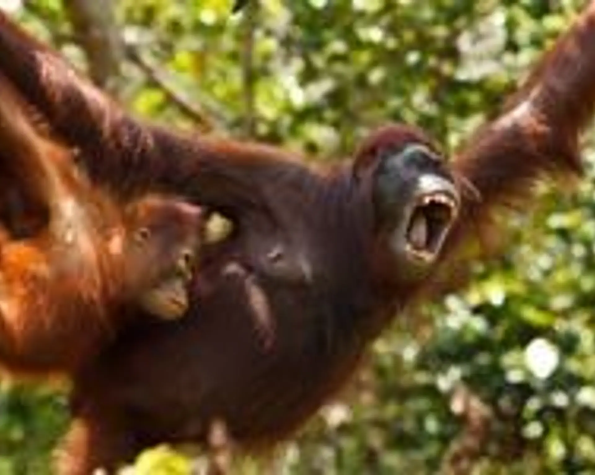 la-faune-la-flore-de-lindonesie-voyage-au-coeur-de-la-nature.htm