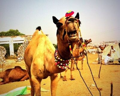 la-foire-de-pushkar-2013.htm