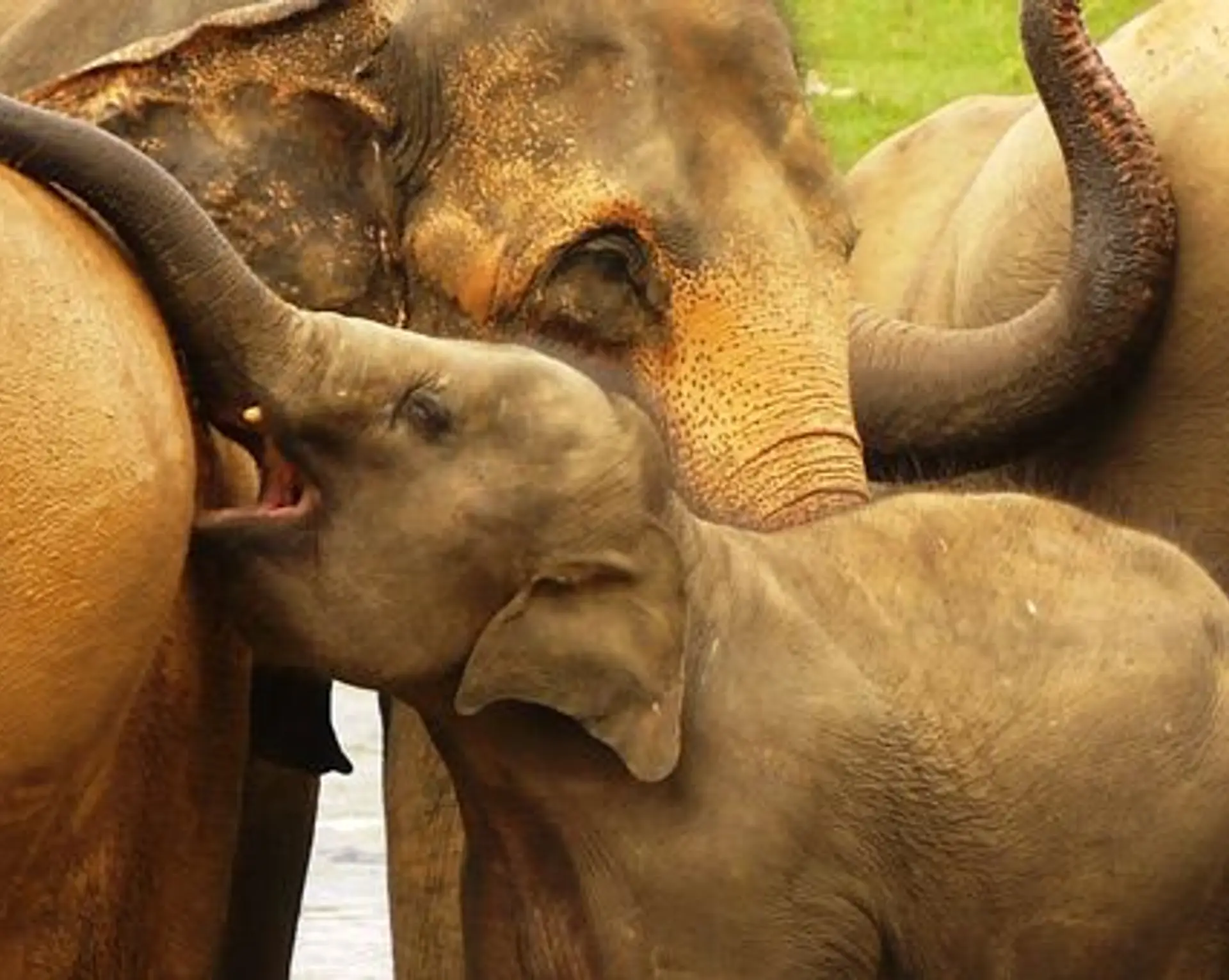 grand-rassemblement-des-elephants-au-sri-lanka.htm