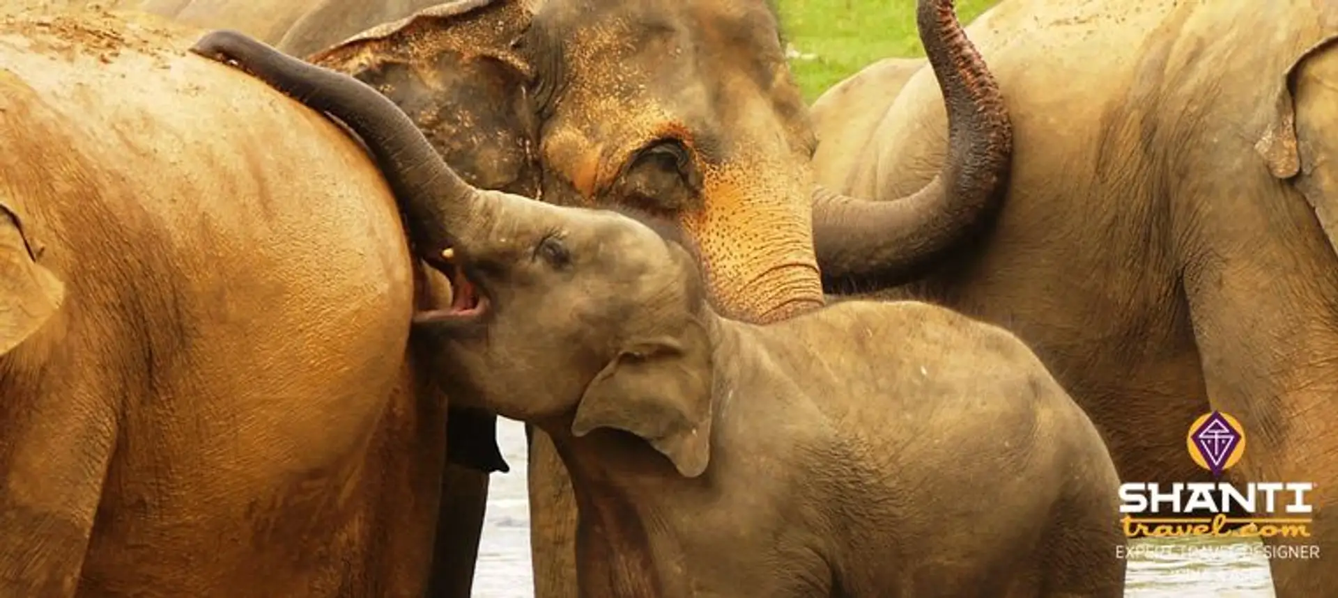 grand-rassemblement-des-elephants-au-sri-lanka.htm