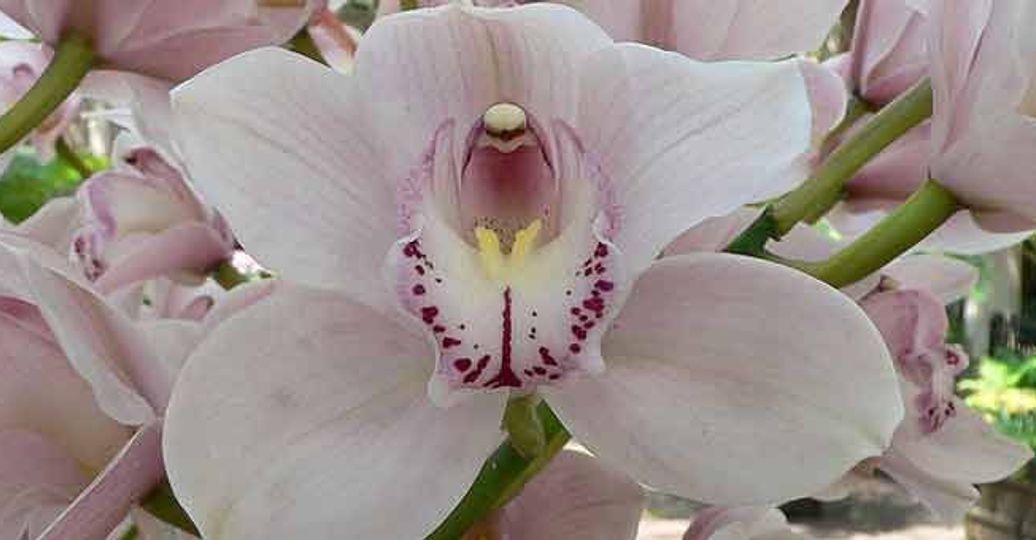 Travel in Asia - An orchid at the International Flower Show in Sikkim, India