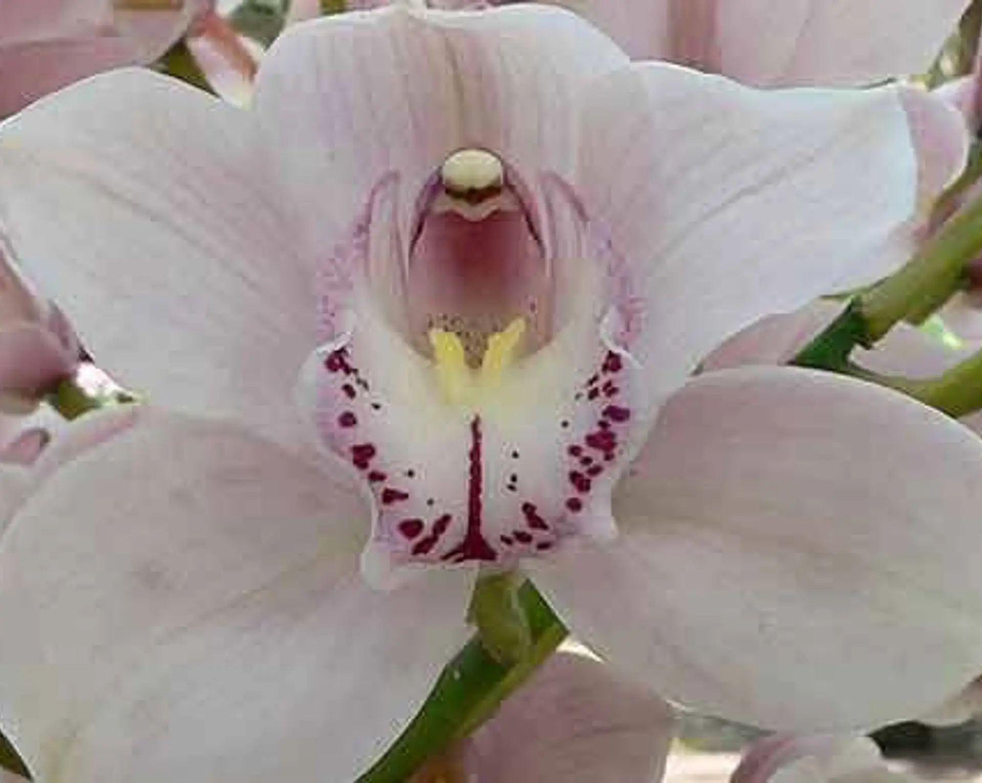 Travel in Asia - An orchid at the International Flower Show in Sikkim, India