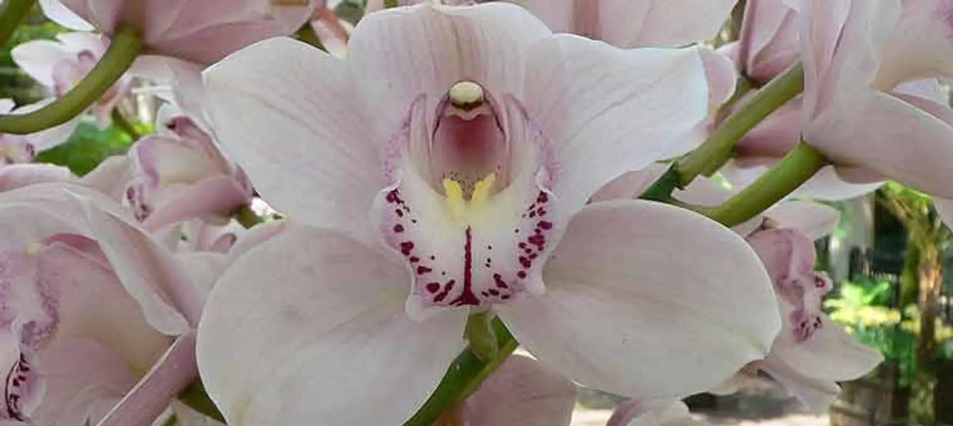 Travel in Asia - An orchid at the International Flower Show in Sikkim, India