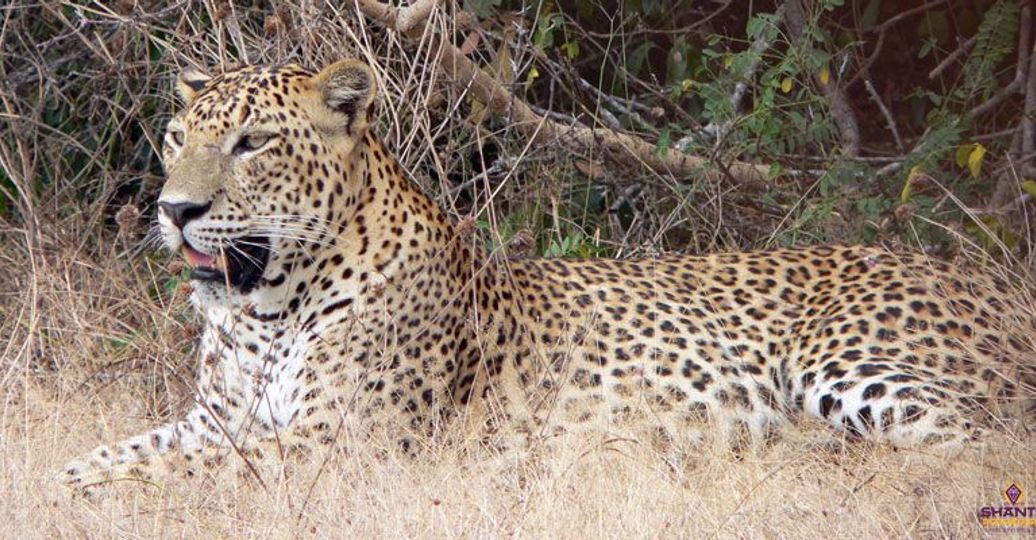 Travel in Asia - A leopard resting in grass in Yala National Park, Sri Lanka