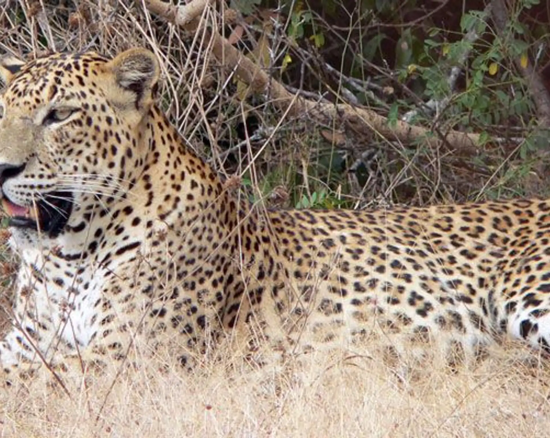 Travel in Asia - A leopard resting in grass in Yala National Park, Sri Lanka