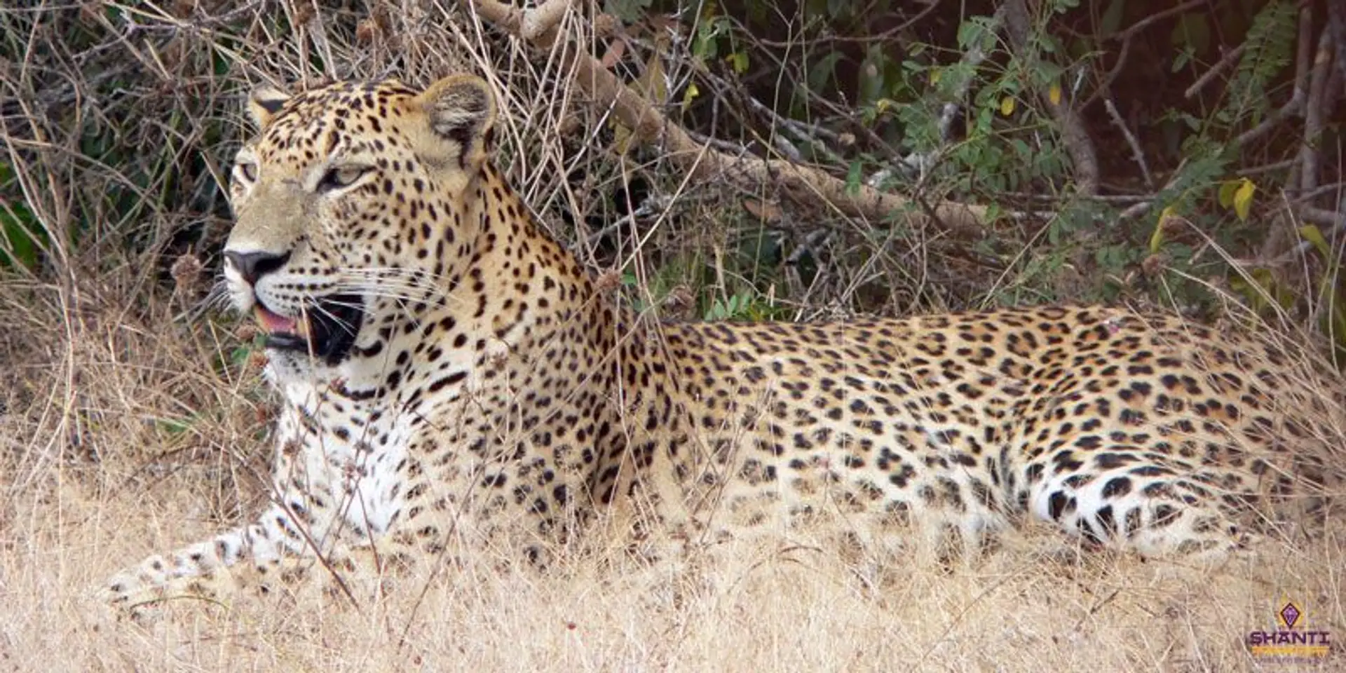 Travel in Asia - A leopard resting in grass in Yala National Park, Sri Lanka