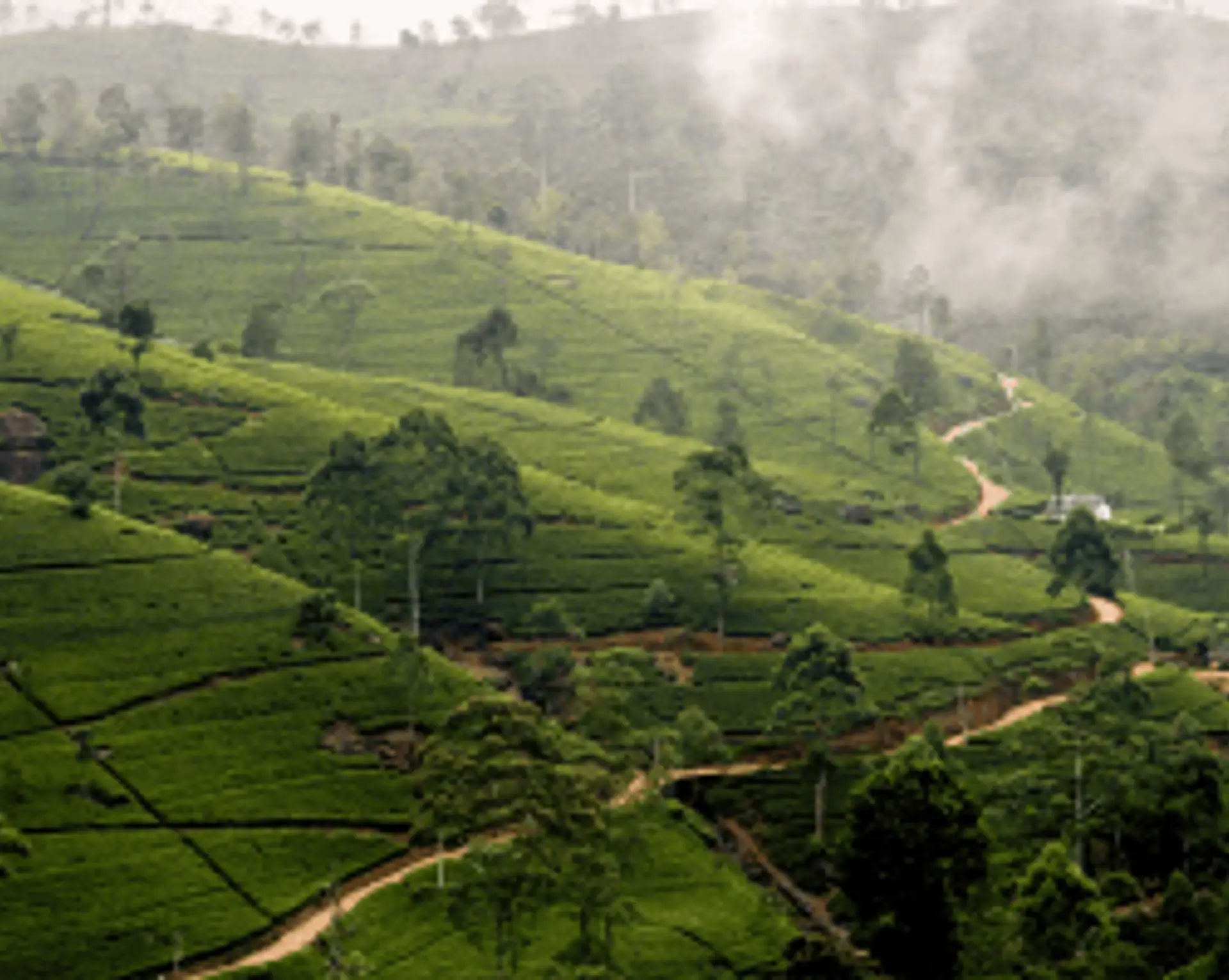 Travel in Asia - Tea plantation on a misty day in Sri Lanka
