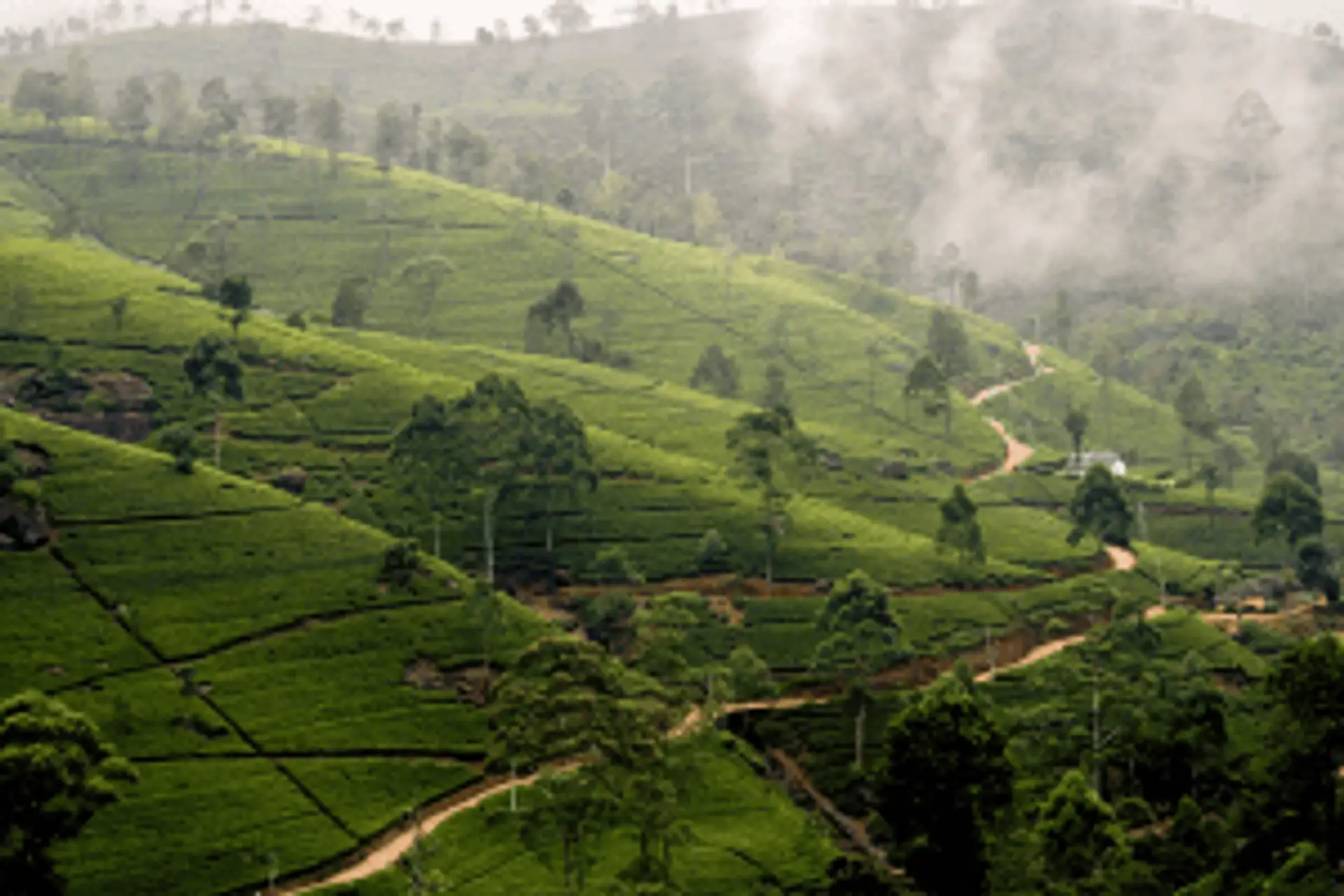 Travel in Asia - Tea plantation on a misty day in Sri Lanka