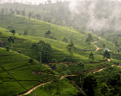 Travel in Asia - Tea plantation on a misty day in Sri Lanka