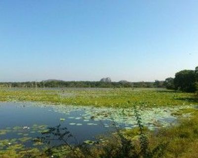 parc-national-yala-sri-lanka.htm