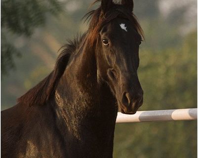 les-chevaux-marwaris-2.htm