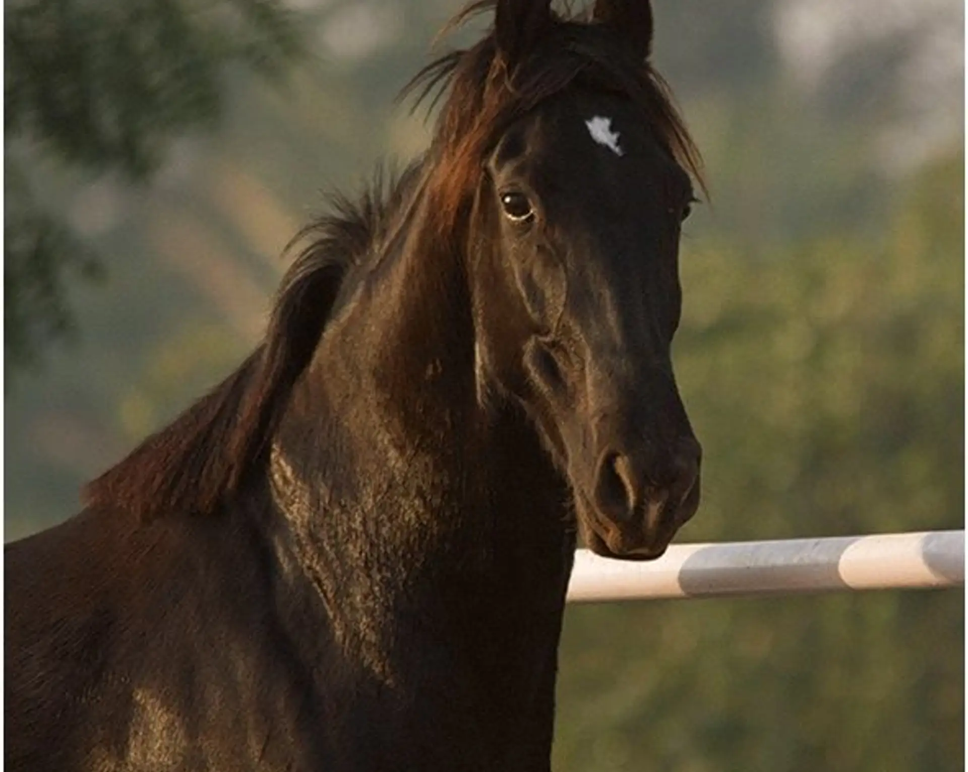 les-chevaux-marwaris-2.htm
