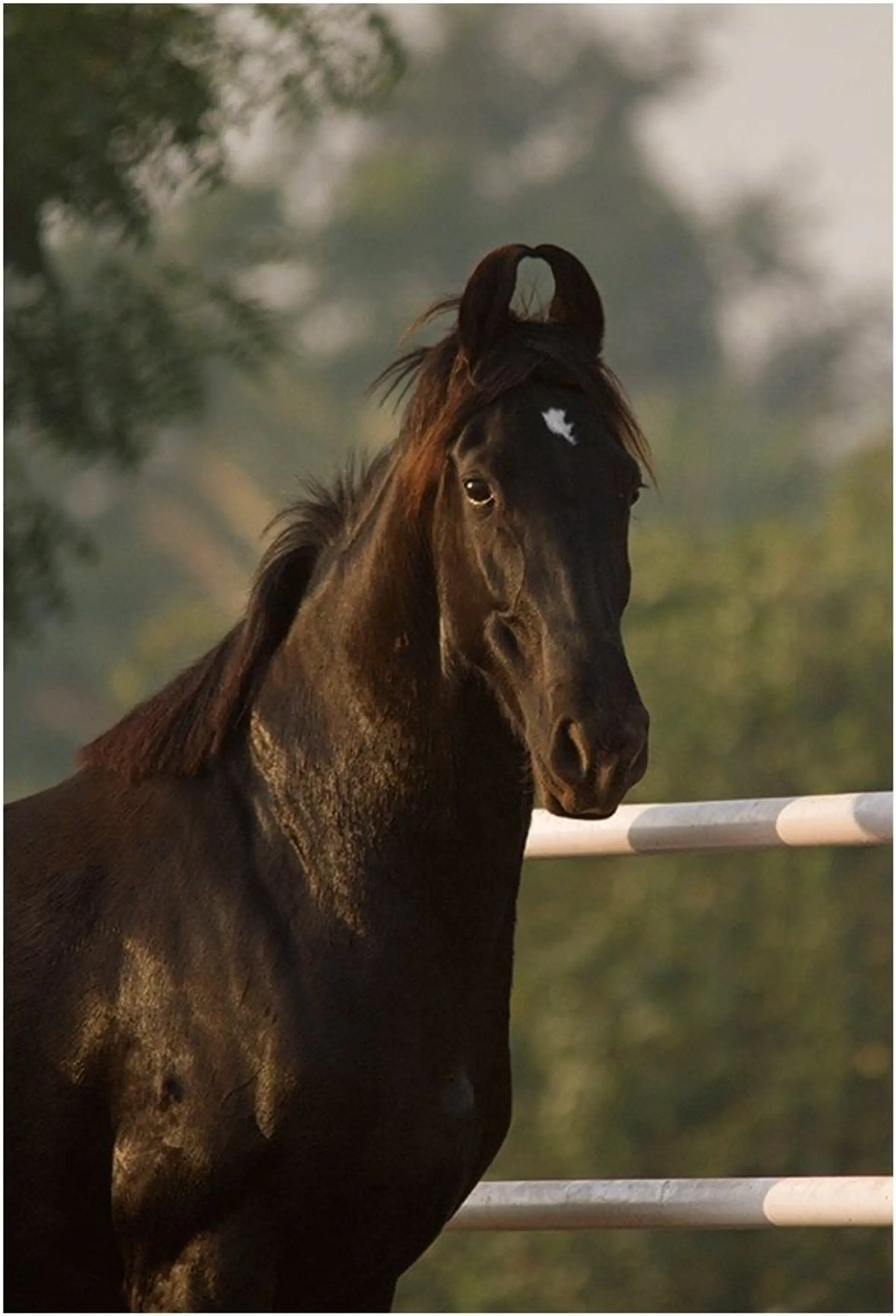 les-chevaux-marwaris-2.htm