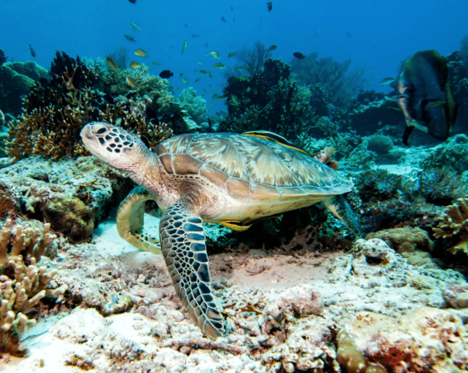 plus-beaux-sites-plongee-indonesie.htm