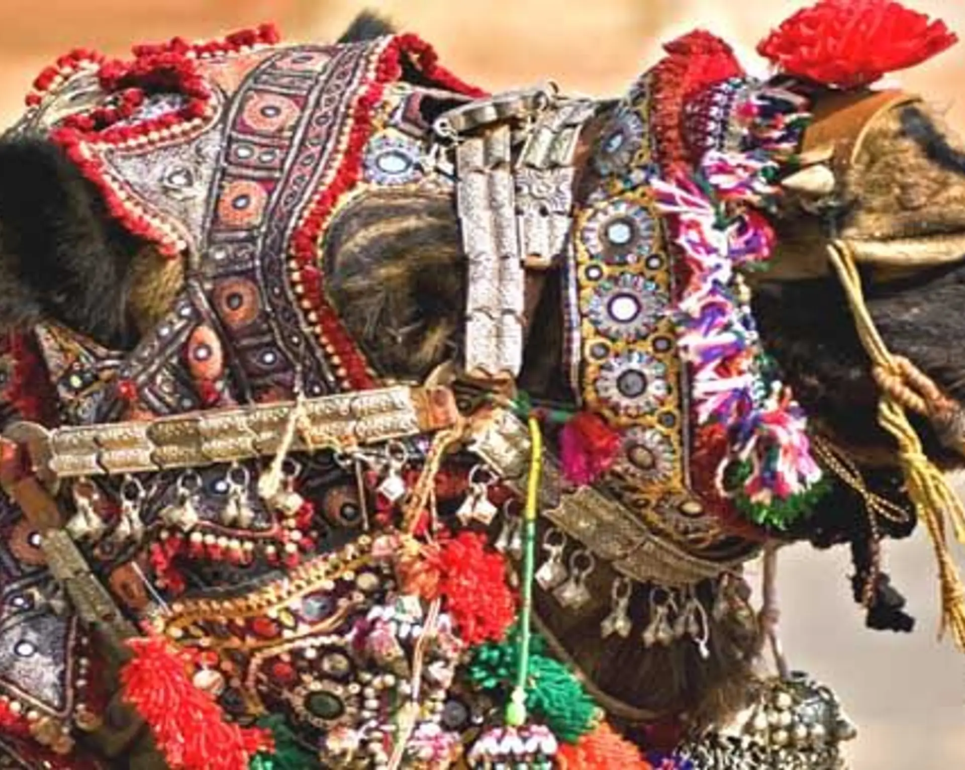 Travel in Asia - A highly decorated camel at the annual Pushkar Fair in Rajasthan, India