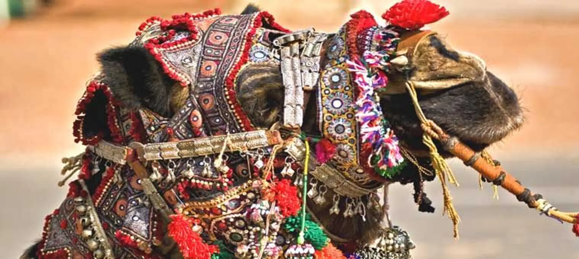 Travel in Asia - A highly decorated camel at the annual Pushkar Fair in Rajasthan, India