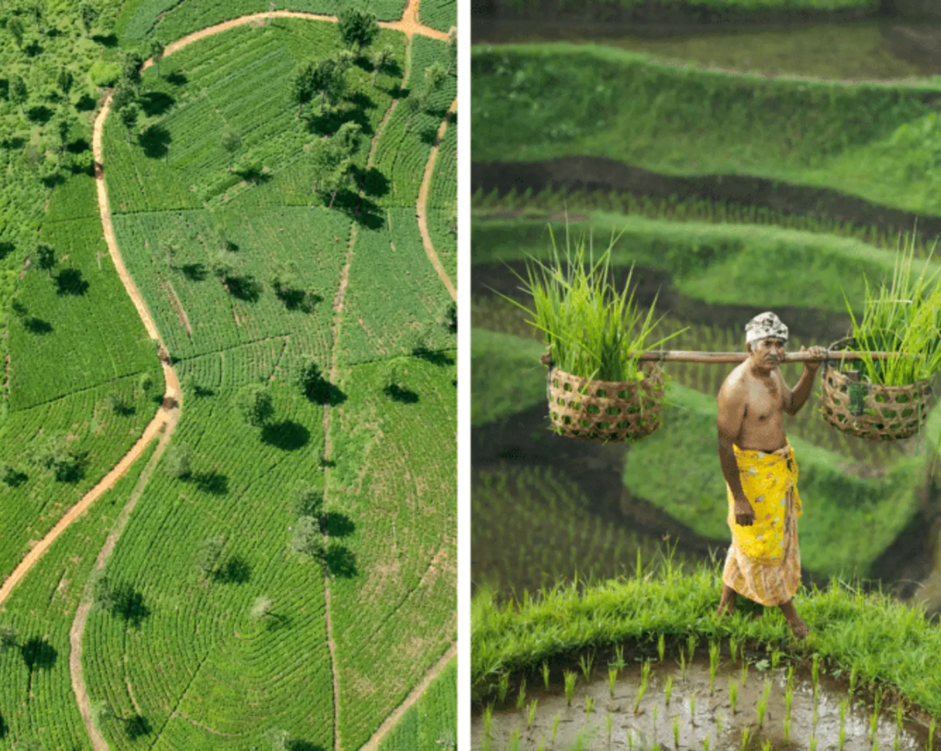 quelle-destination-choisir-sri-lanka-vs-bali.htm