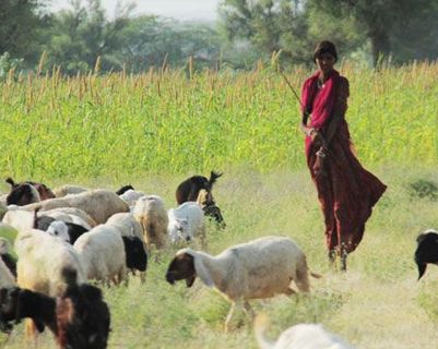 bishnois-jodhpur-rajasthan.htm