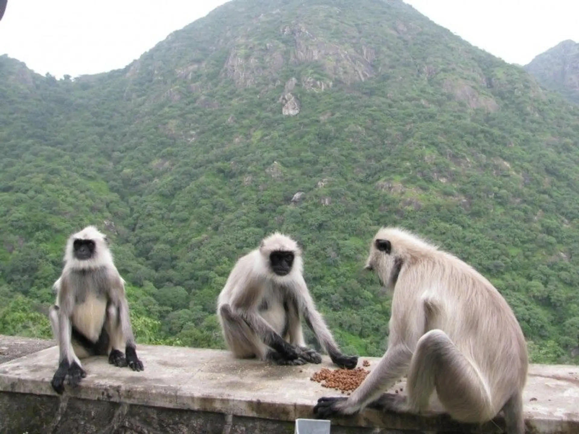 rajasthan-reise-udaipur-nach-jaisalmer.htm