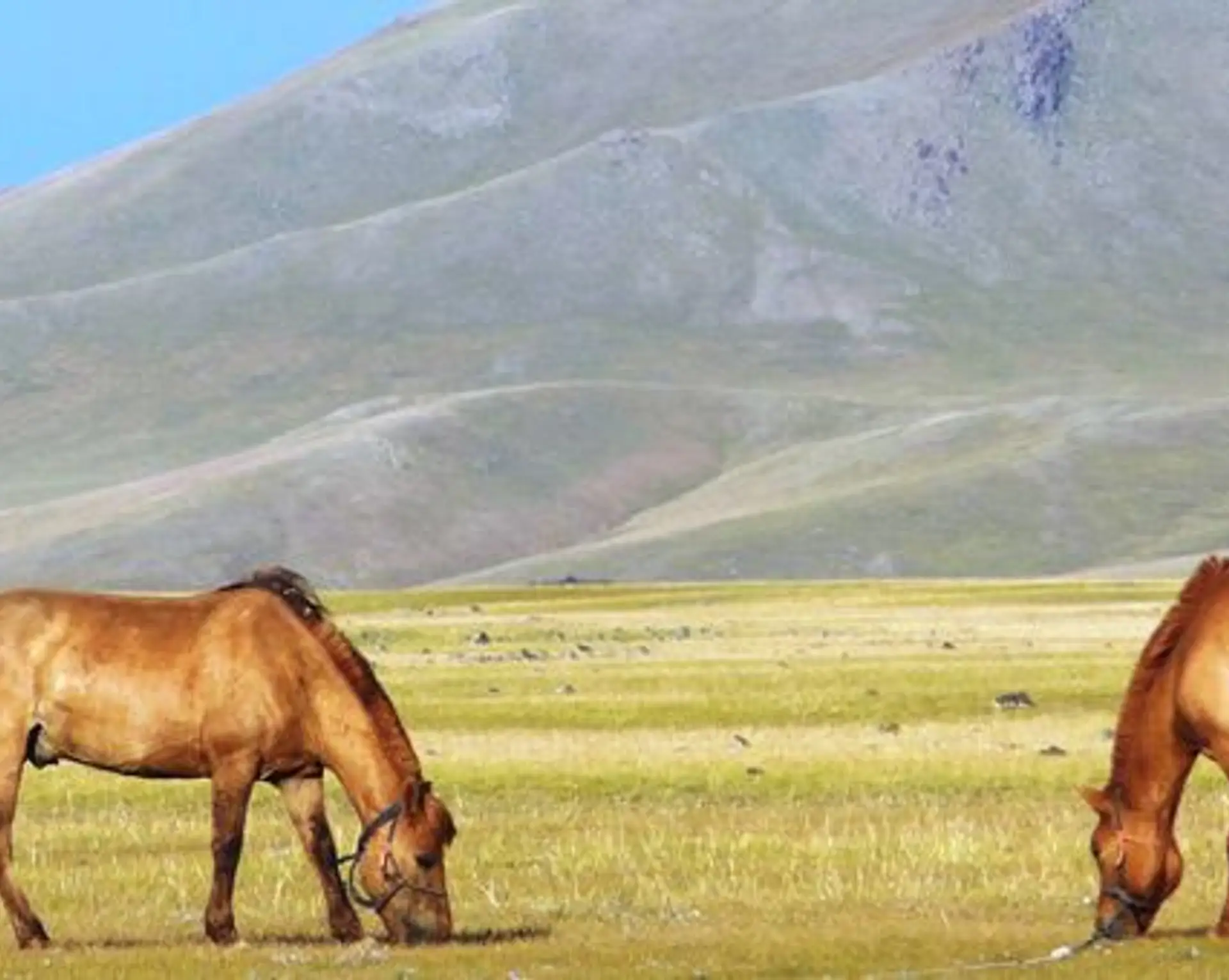 randonnee-cheval-dans-les-steppes-de-mongolie.htm