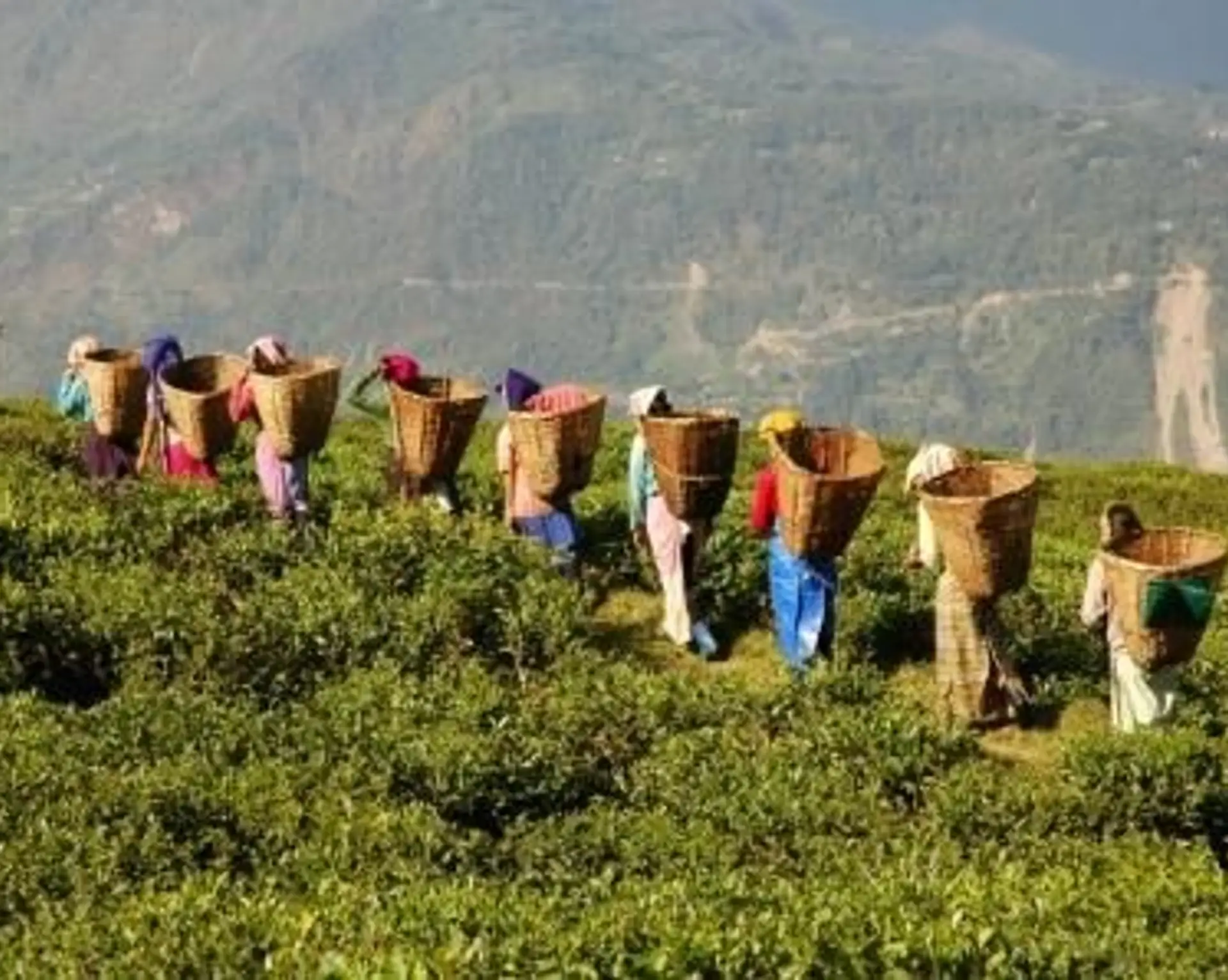 Travel in Asia - Women carrying hand-picked tea leaves in baskets in the highlands of India