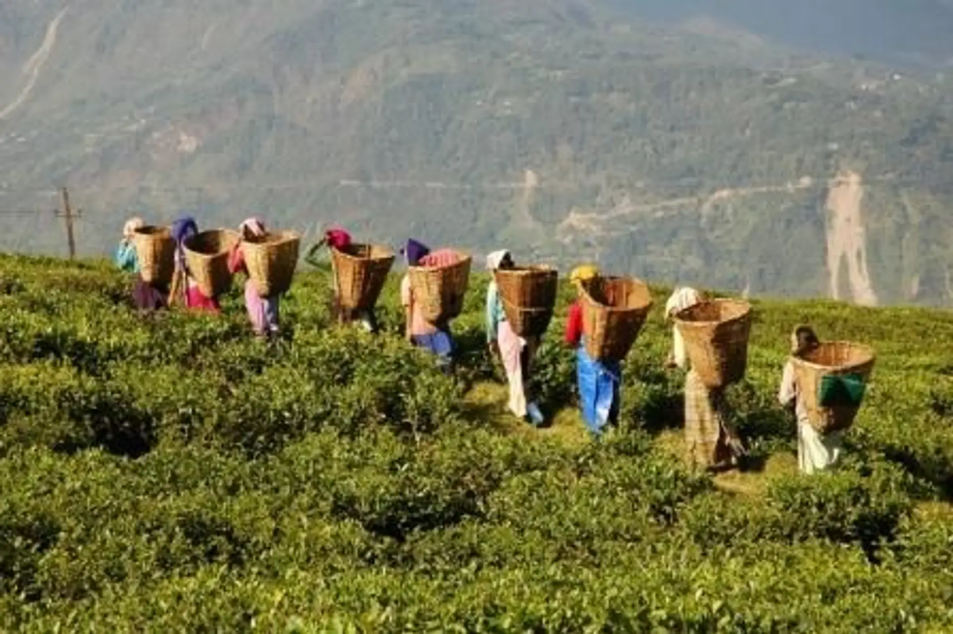 Travel in Asia - Women carrying hand-picked tea leaves in baskets in the highlands of India