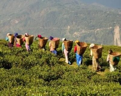 Travel in Asia - Women carrying hand-picked tea leaves in baskets in the highlands of India