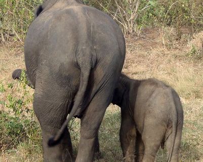 voyage-au-sri-lanka-un-safari-uda-walawe.htm