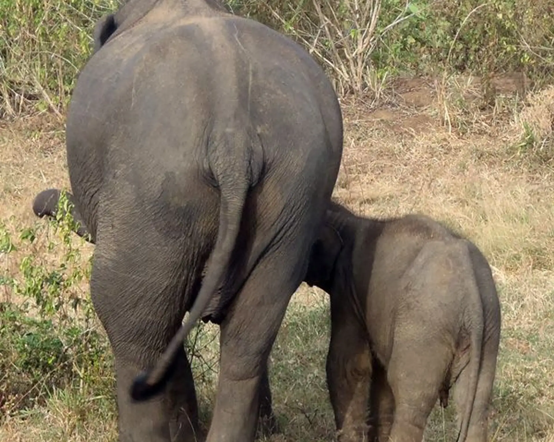 voyage-au-sri-lanka-un-safari-uda-walawe.htm