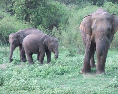 safari-minneriya-national-park-travel-sri-lanka.htm