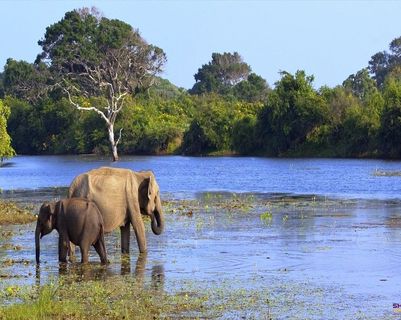 safari-sri-lanka.htm