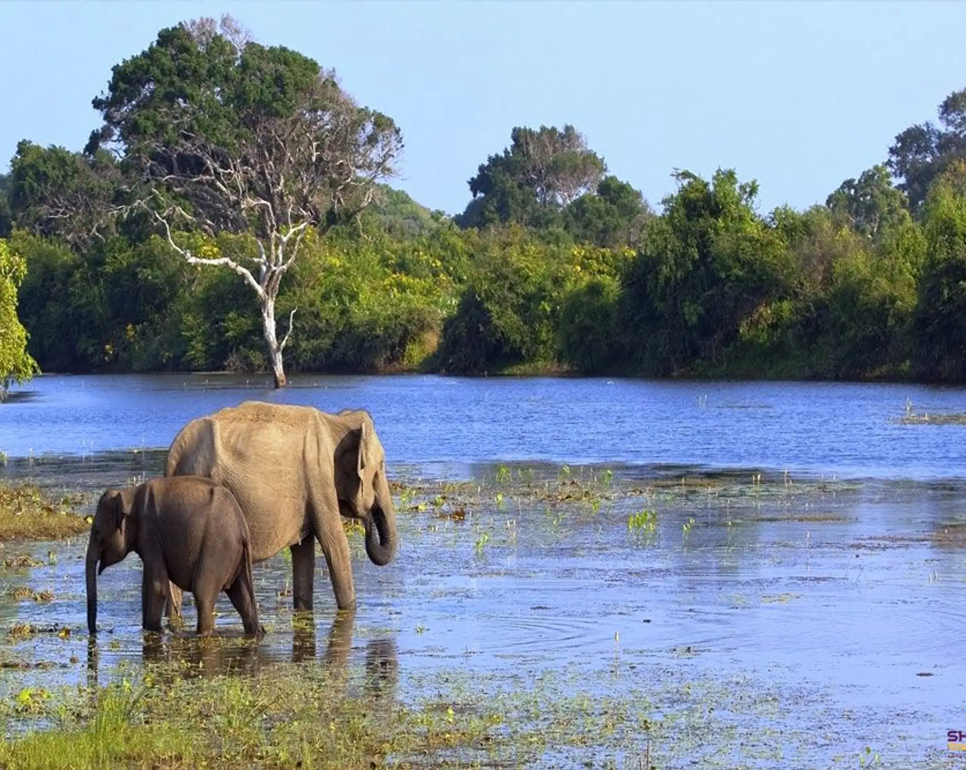 safari-sri-lanka.htm