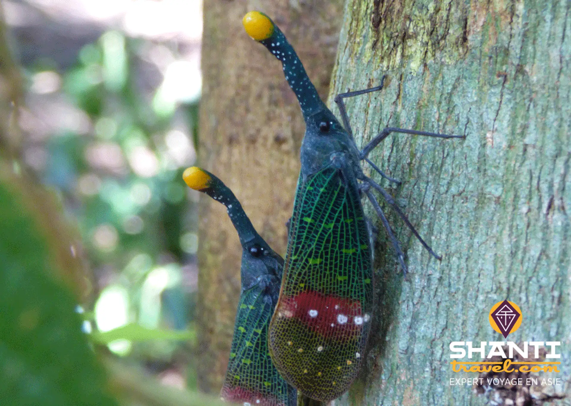 sumatra-trek-orangs-outans.htm