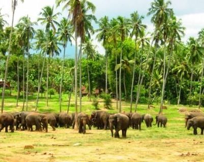 Travel in Asia - A herd of Asian elephants at the Pinnawala Elephant Orphanage in Sri Lanka