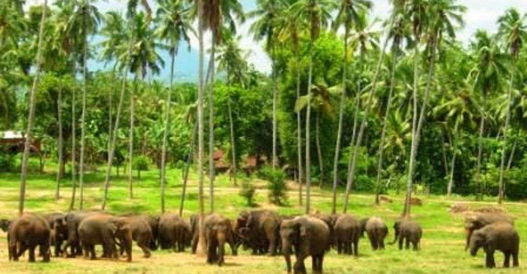 Travel in Asia - A herd of Asian elephants at the Pinnawala Elephant Orphanage in Sri Lanka