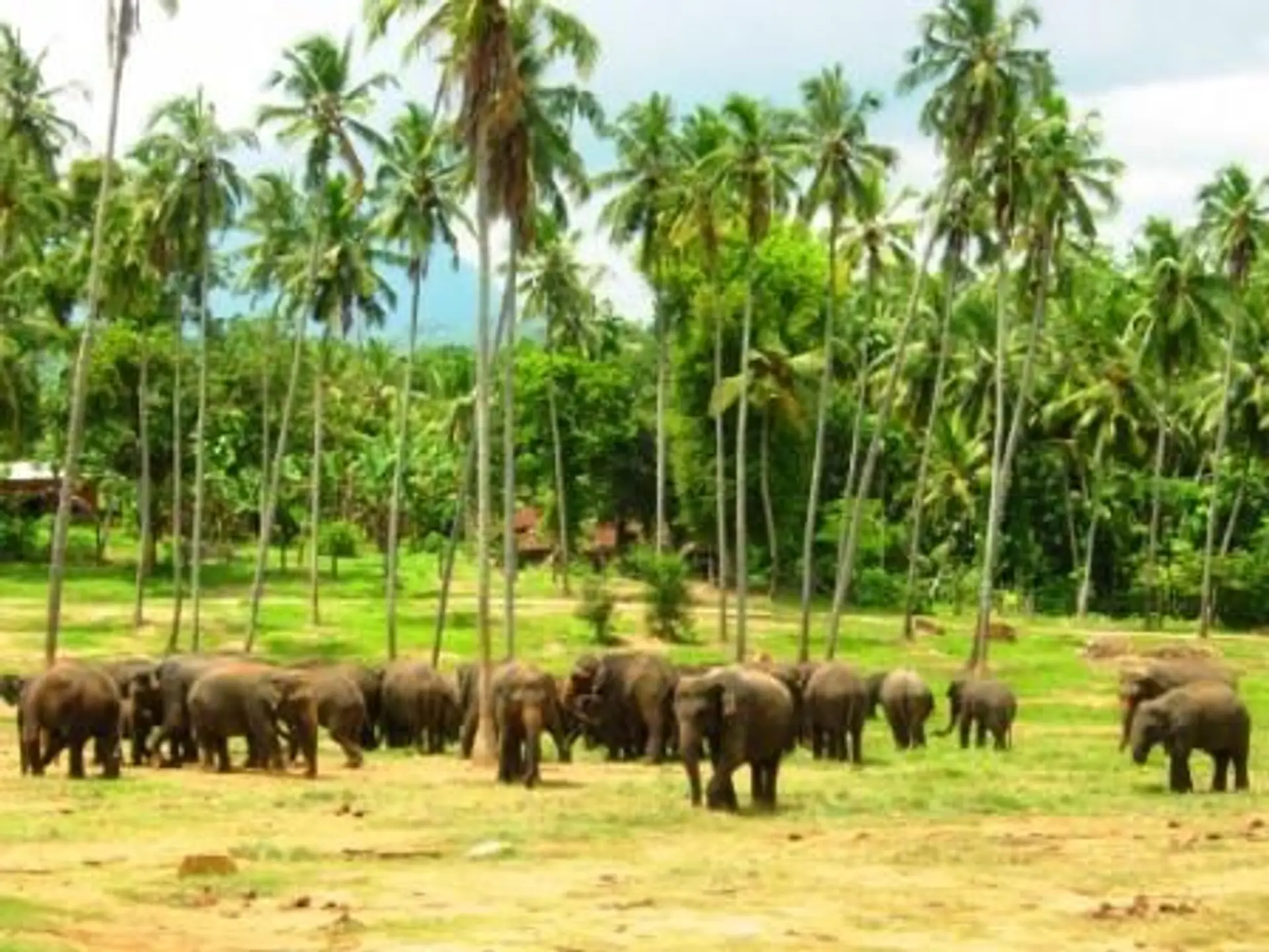 Travel in Asia - A herd of Asian elephants at the Pinnawala Elephant Orphanage in Sri Lanka